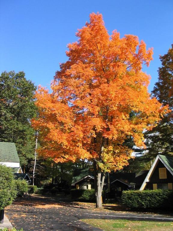 Amber Lantern Duplex Cottage Lake George Rum bild